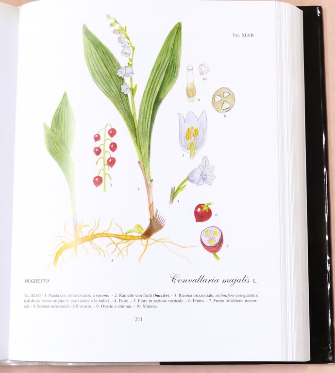 Botanica - R. Mezzena - Frutti selvatici, mangerecci e velenosi …