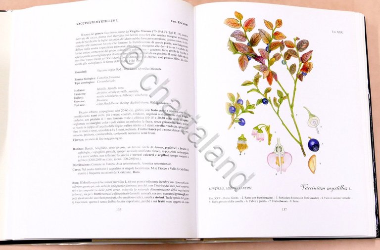 Botanica - R. Mezzena - Frutti selvatici, mangerecci e velenosi …