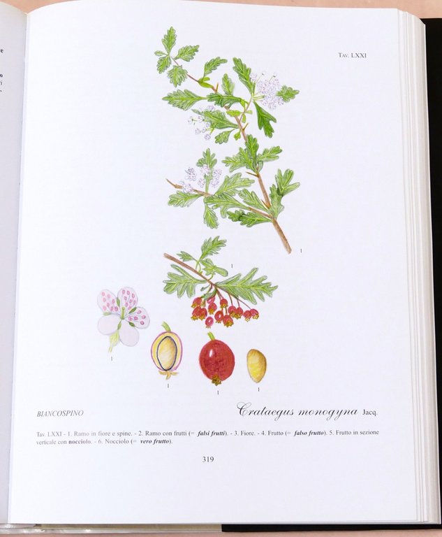 Botanica - R. Mezzena - Frutti selvatici, mangerecci e velenosi …