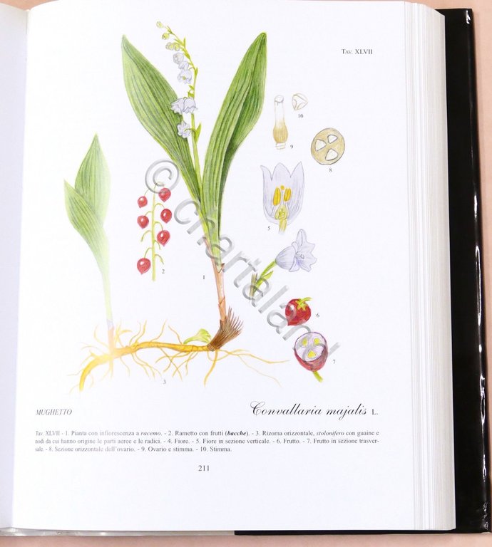 Botanica - R. Mezzena - Frutti selvatici, mangerecci e velenosi …