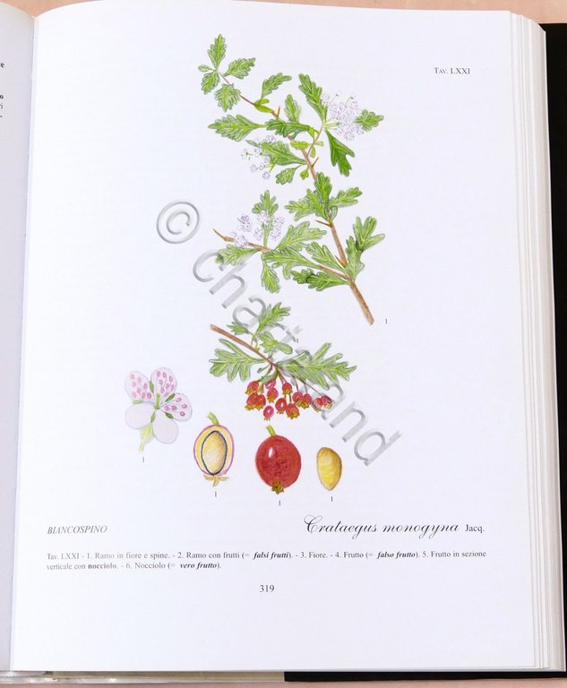 Botanica - R. Mezzena - Frutti selvatici, mangerecci e velenosi …