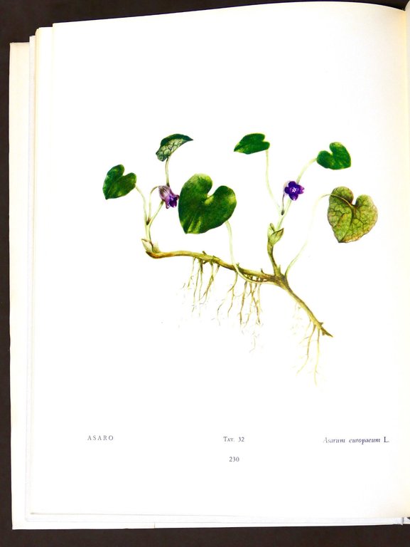 Botanica - Renato Mezzena - Flora del Carso - ed. …