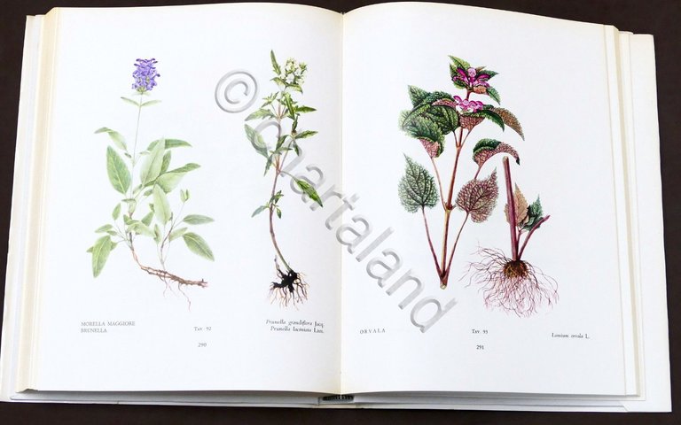 Botanica - Renato Mezzena - Flora del Carso - ed. …