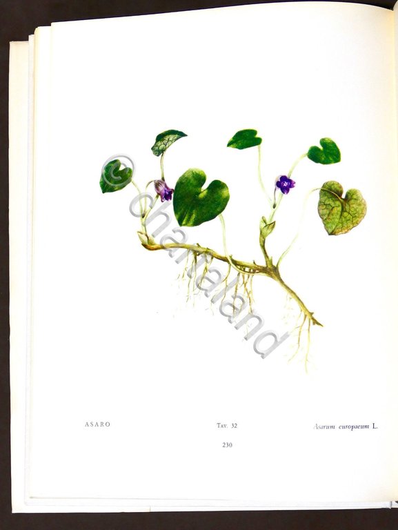 Botanica - Renato Mezzena - Flora del Carso - ed. …