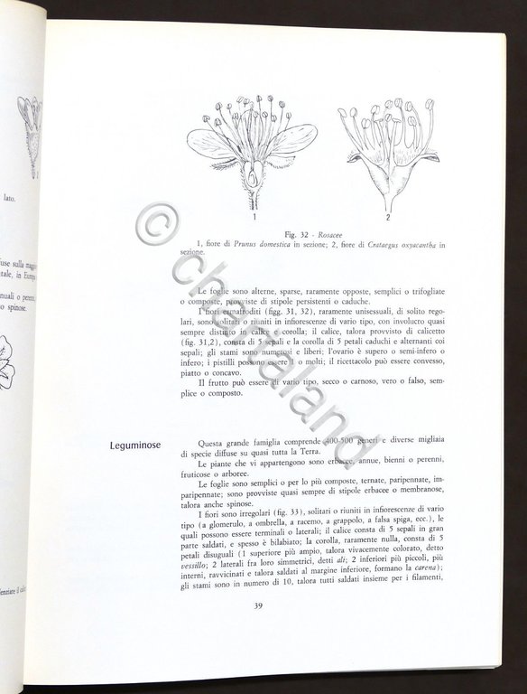 Botanica - Renato Mezzena - Flora del Carso - ed. …