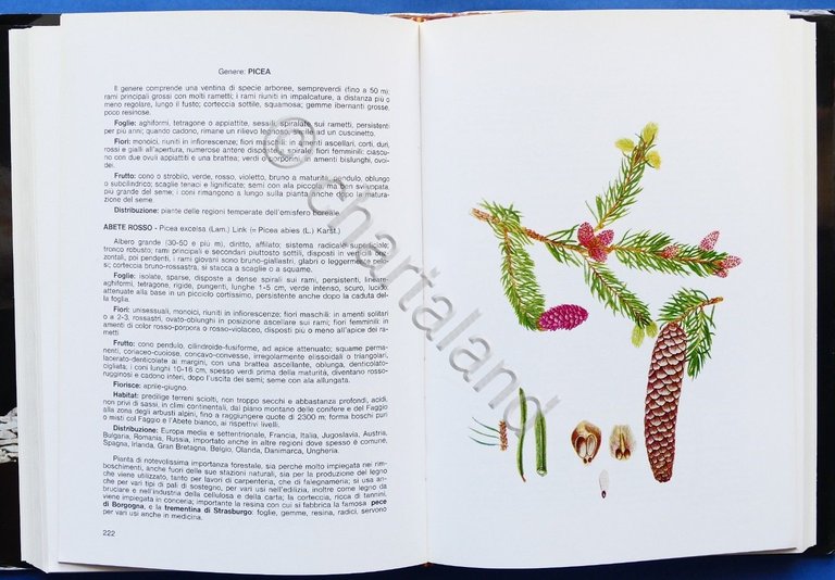 Botanica Agraria - Mezzena - Alberi ed arbusti del Carso …