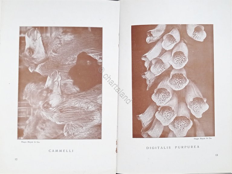 Brochure Fotografia - Piante ed Animali col Meyer Plasma - …