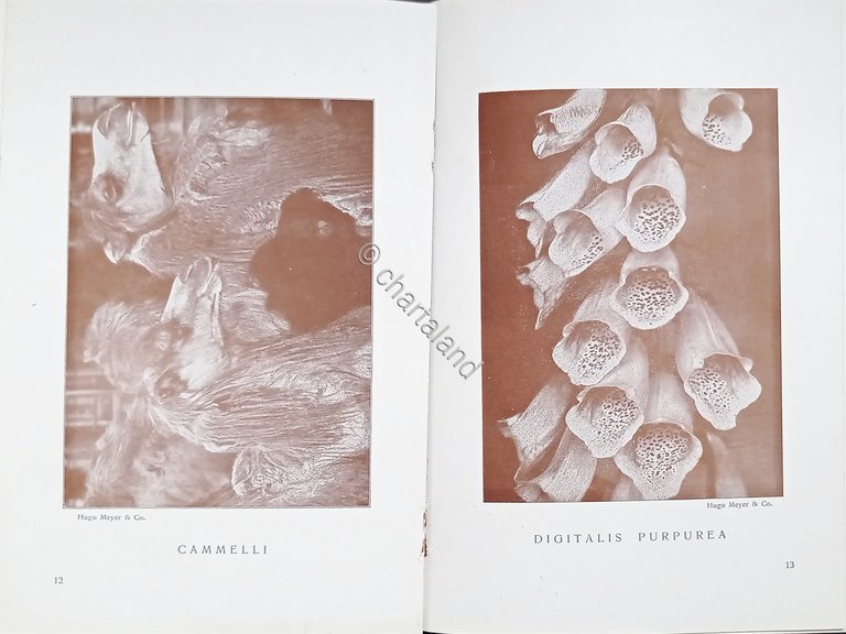 Brochure Fotografia - Piante ed Animali col Meyer Plasma - …
