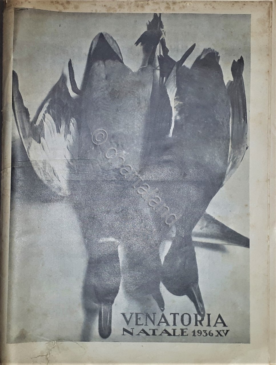 Caccia Rivista - Venatoria Natale - 1936