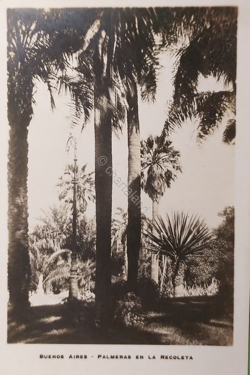 Cartolina - Argentina - Buenos Aires - Palmeras en la …