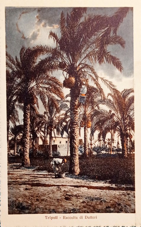Cartolina - Colonie - Tripoli - Raccolta di Datteri - …