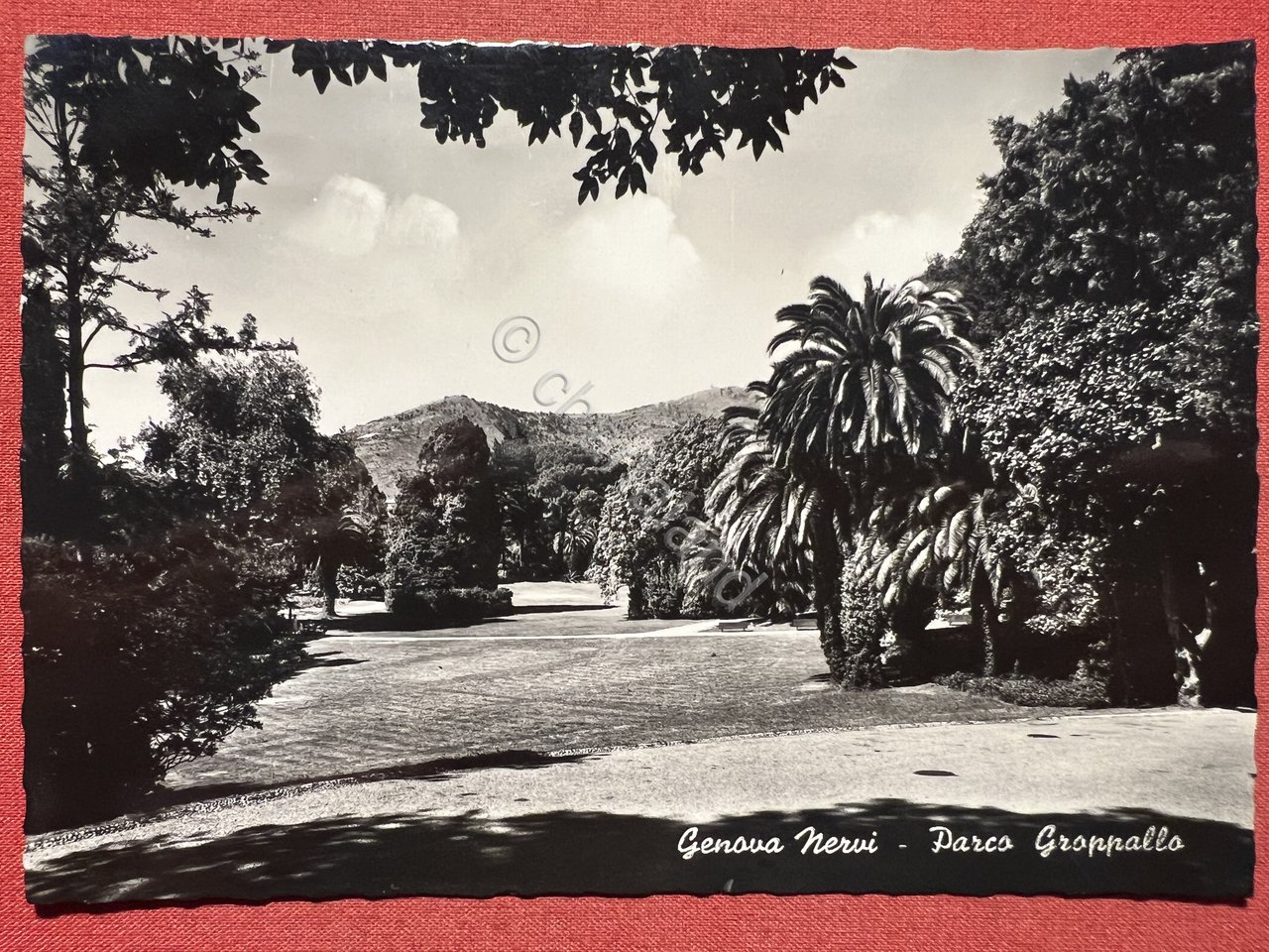 Cartolina - Genova Nervi - Parco Groppallo - 1955 ca. | Immagine principale