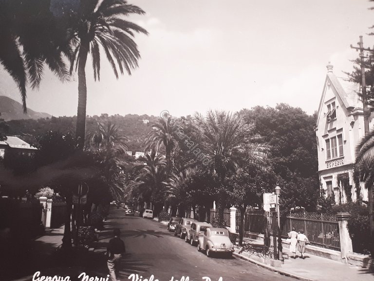 Cartolina - Genova Nervi - Viale delle Palme - 1958