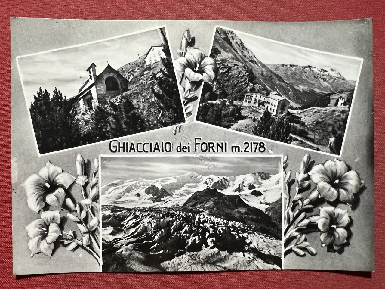 Cartolina - Ghiacciaio dei Forni ( Sondrio ) - Vedute …