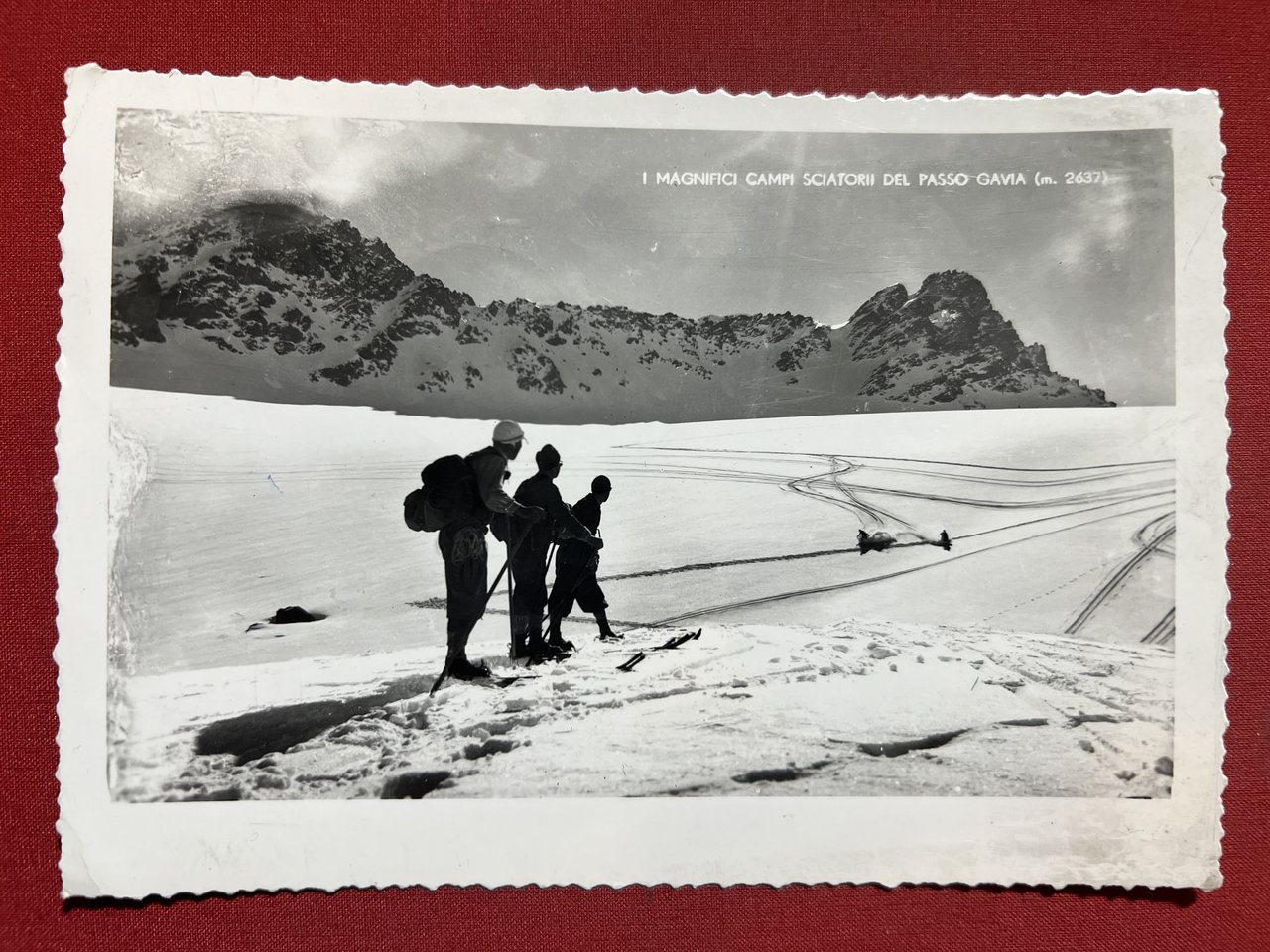 Cartolina - I Magnifici Campi Sciatori del Passo Gavia ( …