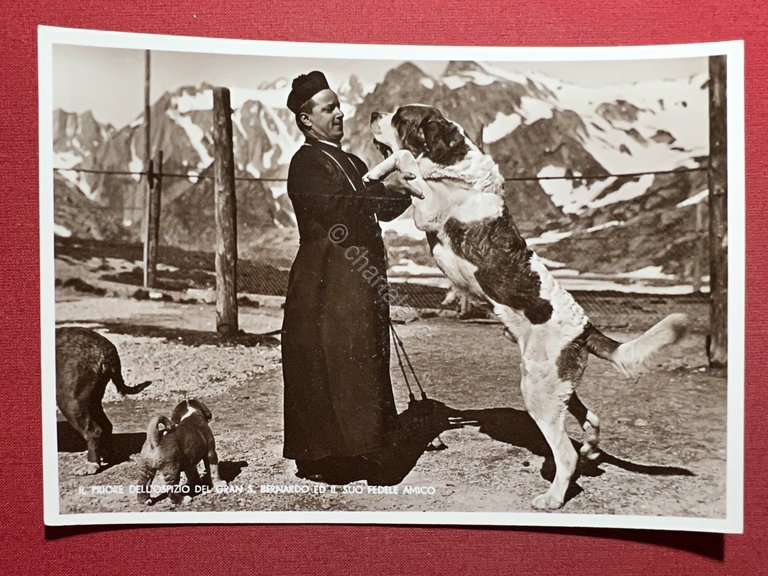 Cartolina - Il Priore dell'Ospizio del Gran S. Bernardo ed …