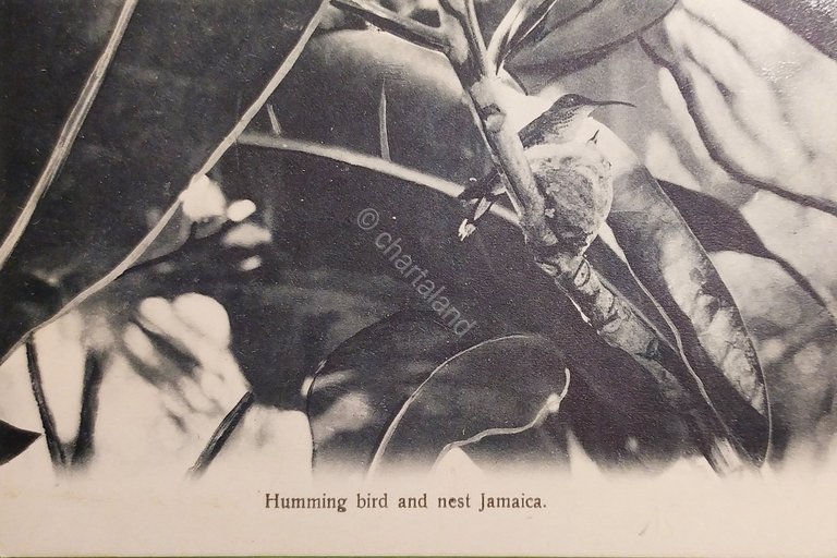 Cartolina - Jamaica - Humming bird and nest Jamaica - …