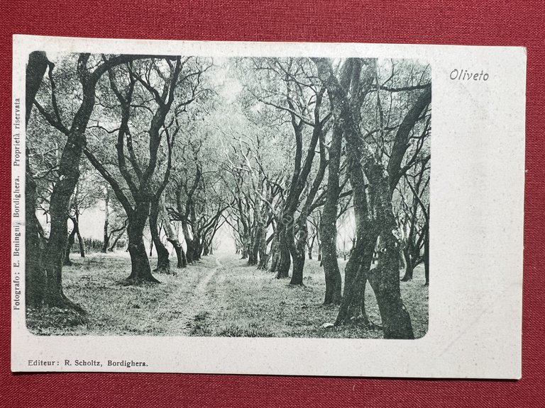 Cartolina - Oliveto ( Rieti) - Panorama - 1900 ca.