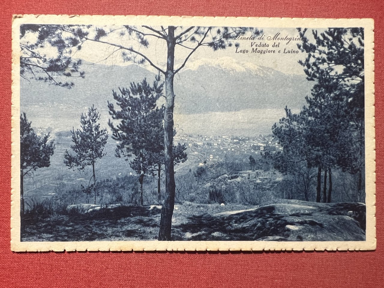 Cartolina - Pineta di Montegrino - Veduta del Lago Maggiore …