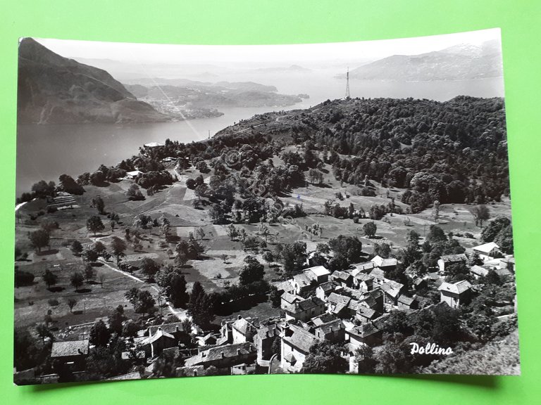 Cartolina - Pollino - 1980 ca.