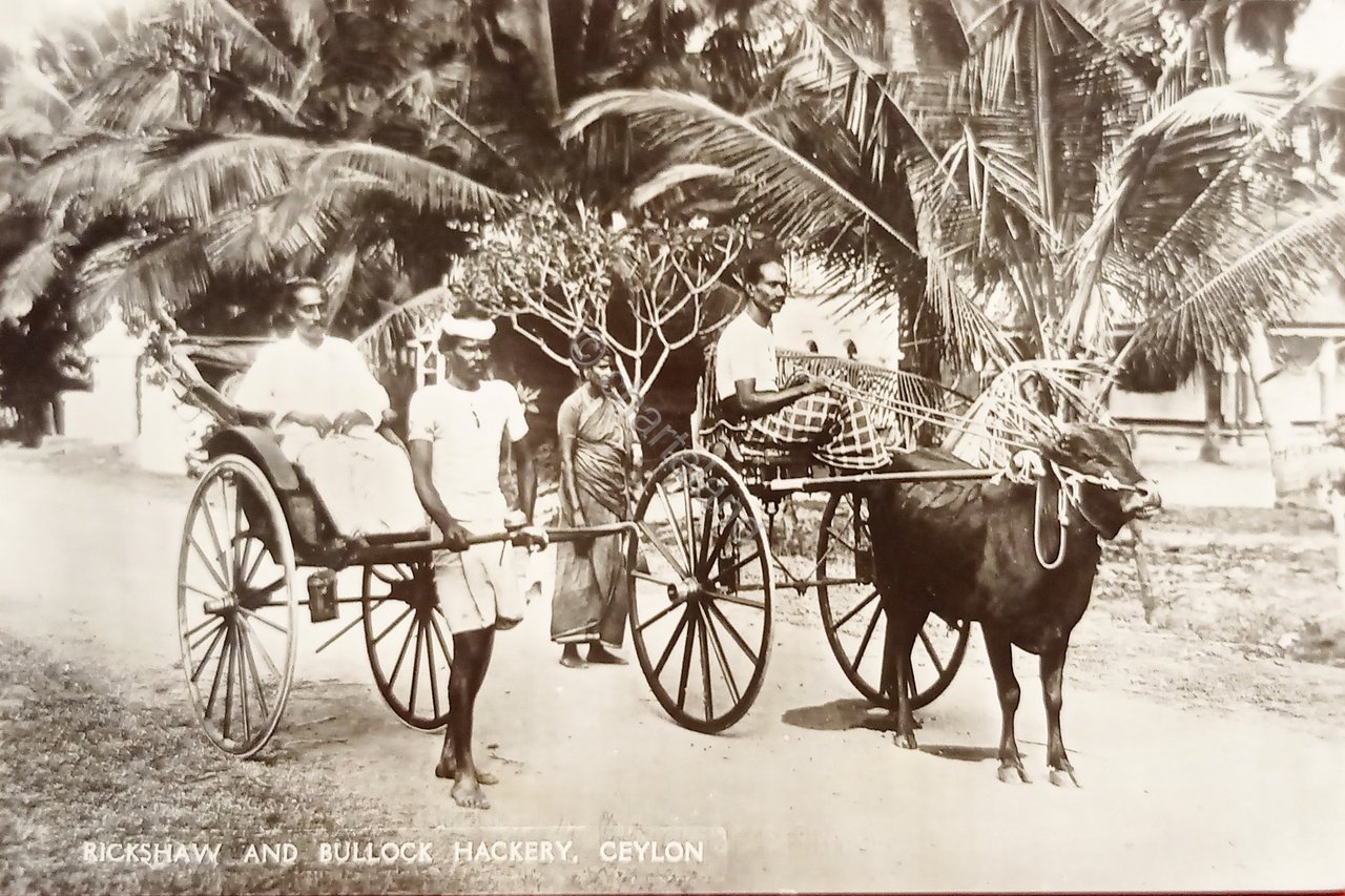 Cartolina - Rickshaw and Bullock Hackery - Ceylon - 1930 …
