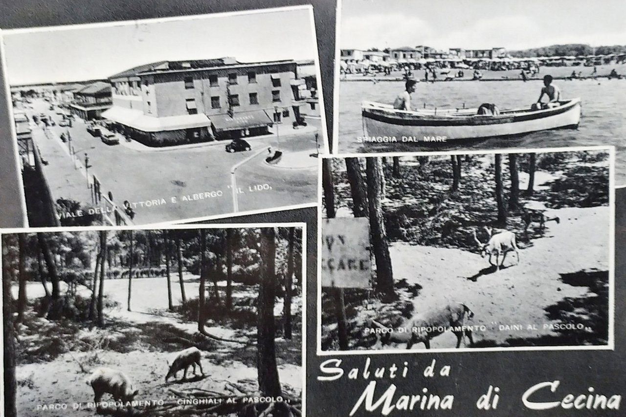 Cartolina - Saluti da Marina di Cecina - Vedute diverse …