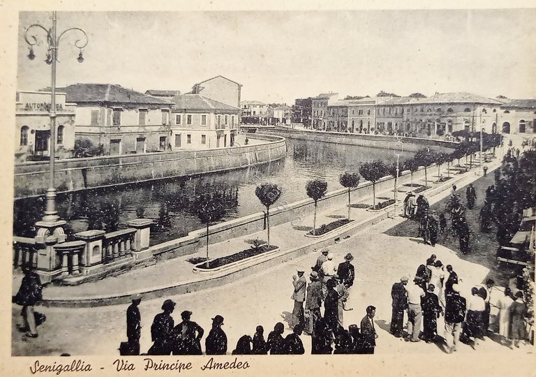 Cartolina - Senigallia ( Ancona ) - Via Principe Amedeo …