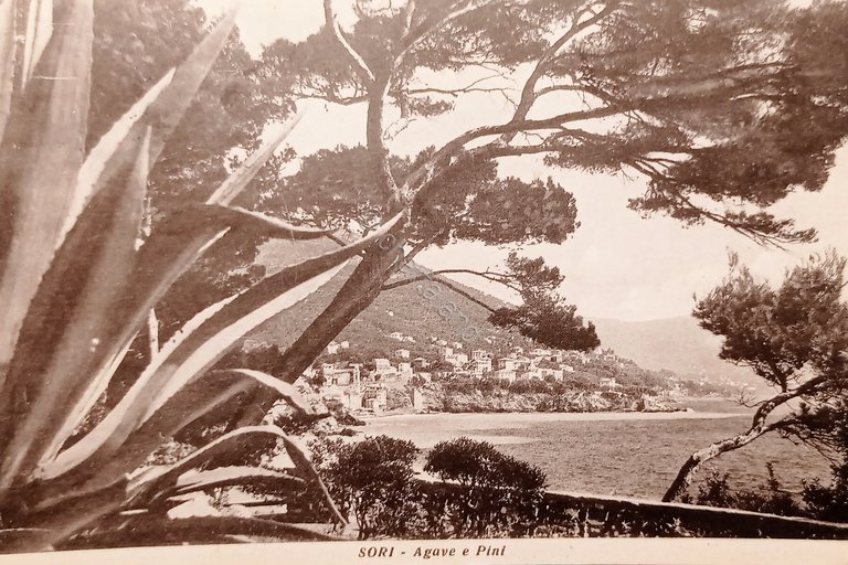 Cartolina - Sori ( Genova ) - Agave e Pini … | Immagine Gallery 3