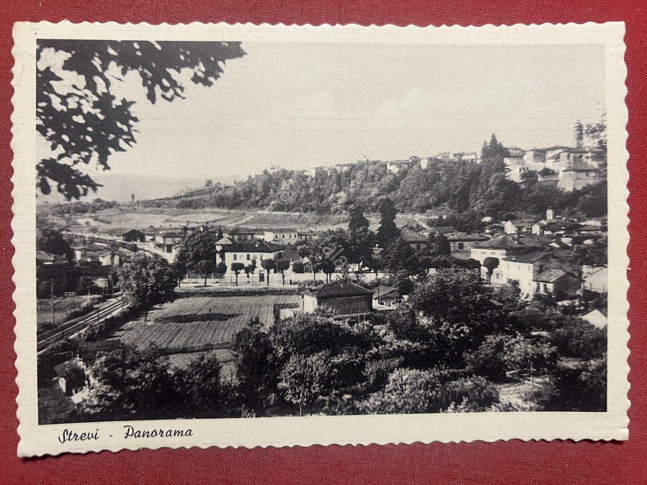 Cartolina - Strevi ( Alessandria ) - Panorama 1956