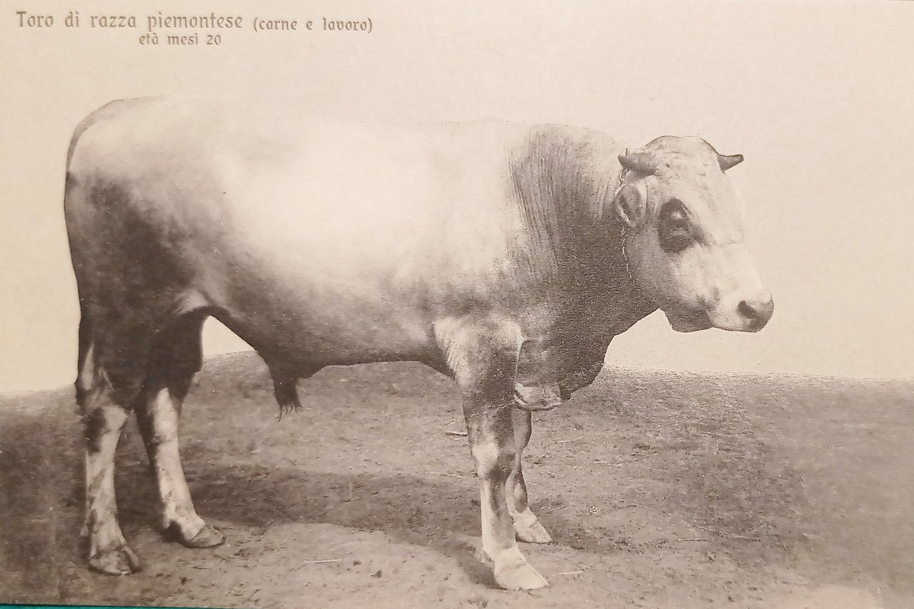 Cartolina - Toro di razza piemontese ( carne e lavoro) …