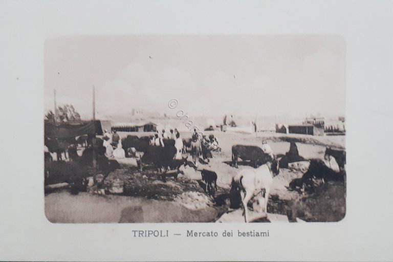Cartolina - Tripoli - Mercato dei bestiami - 1915 ca.