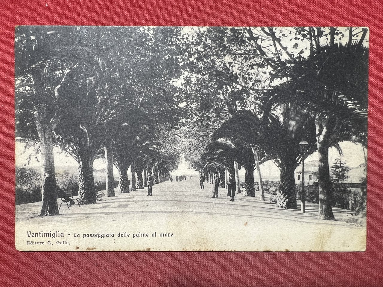 Cartolina - Ventimiglia - La Passeggiata delle Palme al Mare …
