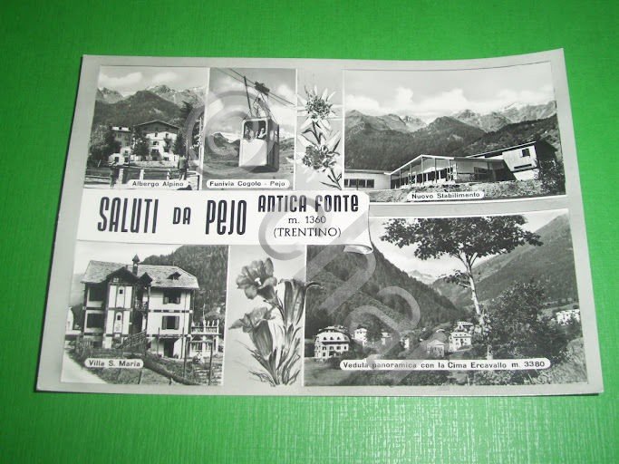 Cartolina Antica Fonte Pejo - Vedute diverse 1963