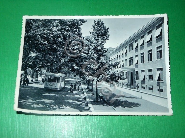 Cartolina Avellino - Viale Platani 1955.