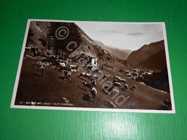 Cartolina Balme - Alti pascoli 1937
