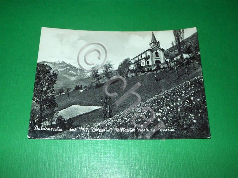 Cartolina Bardonecchia - Chiesa di Millayres - Fioritura narcisi 1950 …