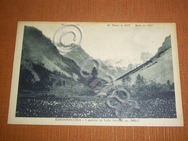 Cartolina Bardonecchia - I narcisi in Valle Stretta 1940 ca