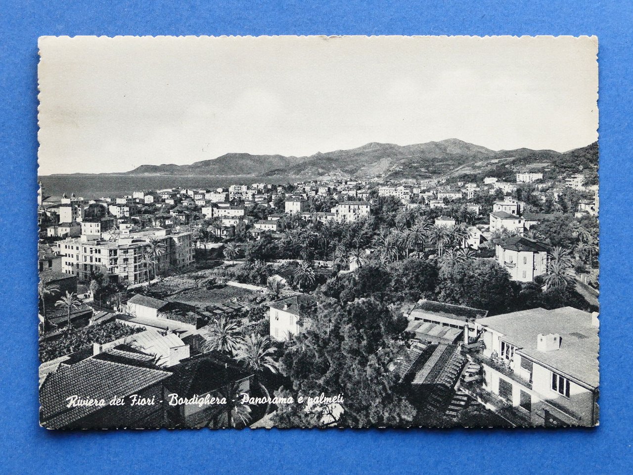 Cartolina Bordighera - Panorama e palmeti - 1957.