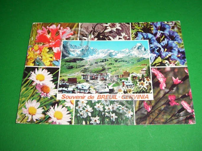 Cartolina Breuil Cervinia - Panorama e flora alpina 1979