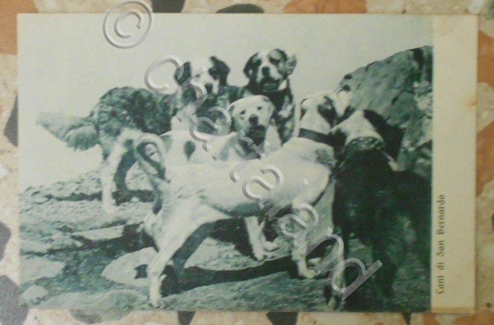 Cartolina Cani di San Bernardo - 1940 ca.