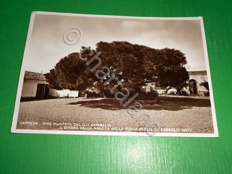 Cartolina Caprera - Pino piantato dal Generale Garibaldi x la …