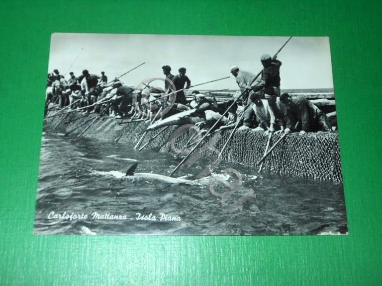 Cartolina Carloforte - Mattanza - Isola Piana 1960 ca.