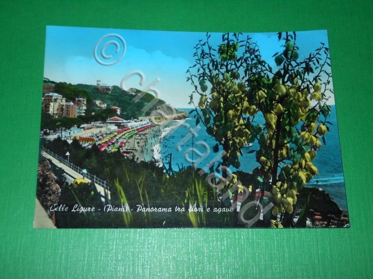 Cartolina Celle Ligure ( Piani ) - Panorama tra fiori …
