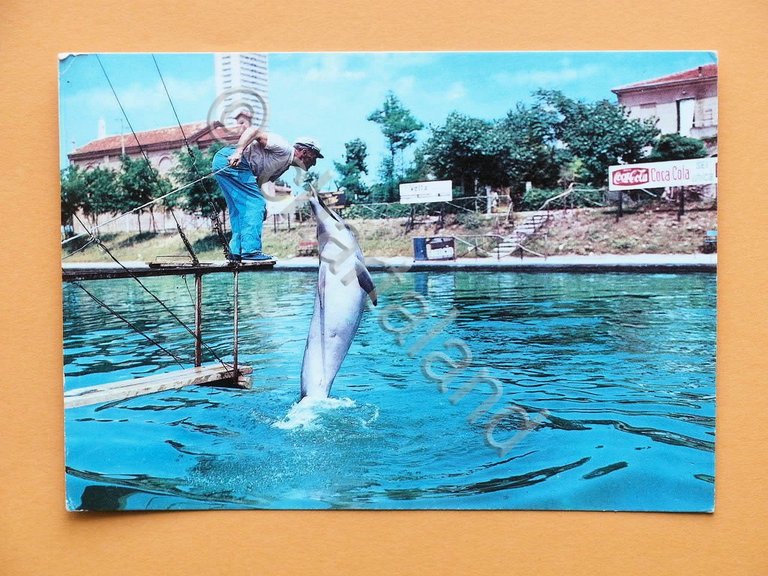 Cartolina Cesenatico - Acquario con delfini - 1964 | Immagine Gallery 3