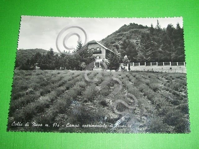 Cartolina Colle di Nava - Campo di lavanda 1950 ca