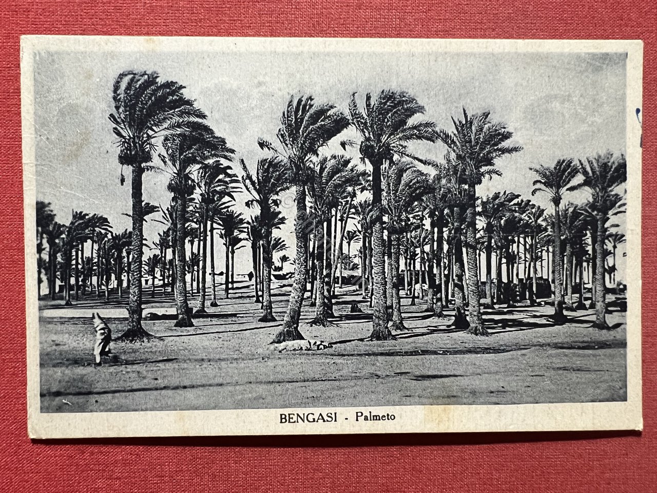 Cartolina Coloniale - Bengasi - Palmeto - 1940