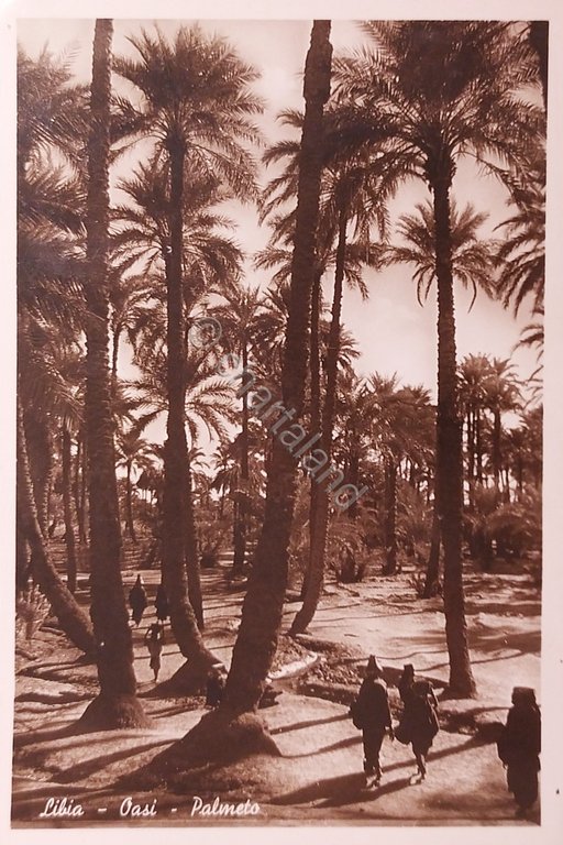 Cartolina Coloniale - Libia - Oasi - Palmeto - 1940 …