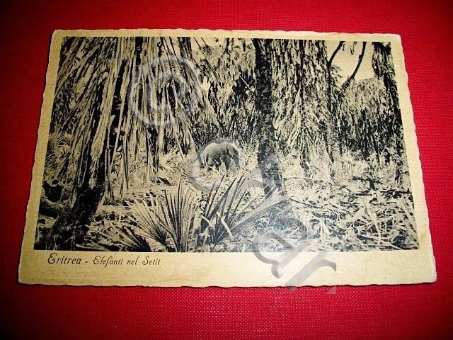 Cartolina Colonie Eritrea - Elefanti nel Setit 1940 ca