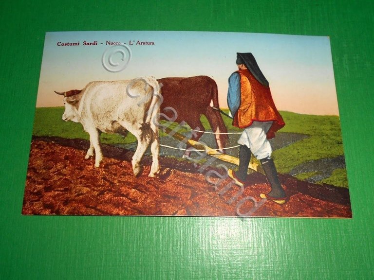 Cartolina Costumi Sardi - Nuoro - L' Aratura 1930 ca. …