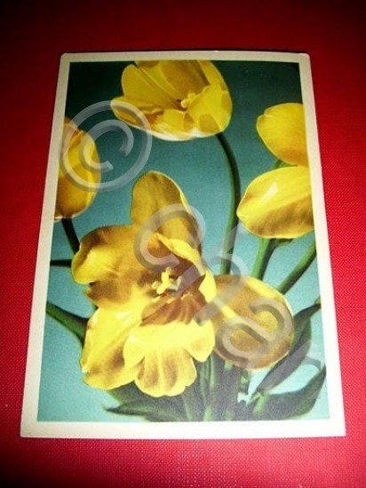 Cartolina Fiori - Tulipano ( Duc de Tholl ) 1940 …